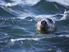 129 ILE DE MOLENE_000034